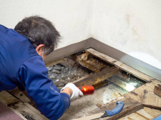 Best Industrial Mold Remediation in Denison, TX