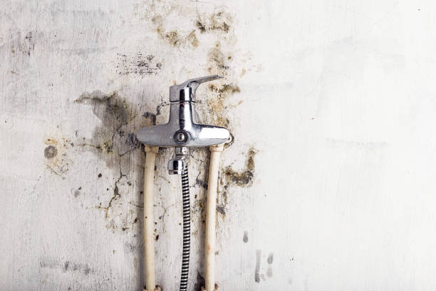 Best HVAC Mold Remediation in Denison, TX