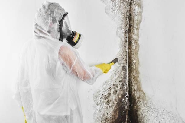 Best Bathroom Mold Remediation in Denison, TX