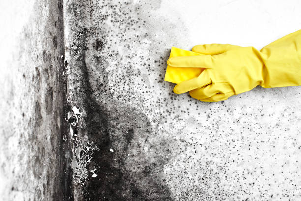 Best Kitchen Mold Remediation in Denison, TX