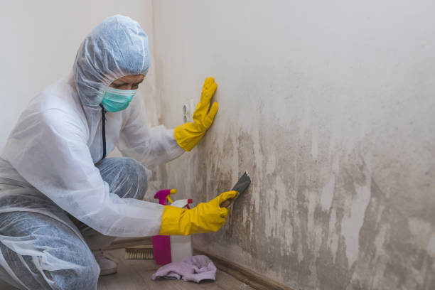 Best Black Mold Remediation in Denison, TX