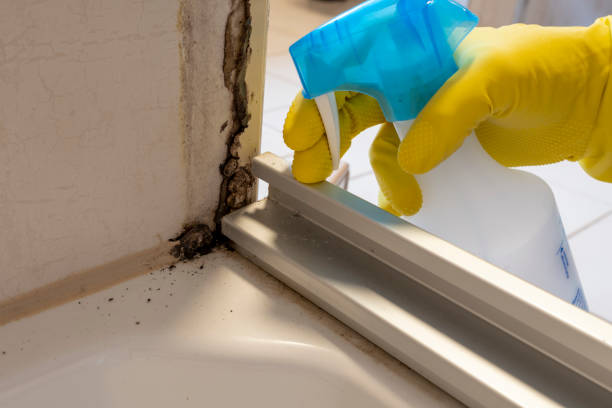 Best Localized Mold Remediation (e.g., coastal areas, humid climates) in Denison, TX