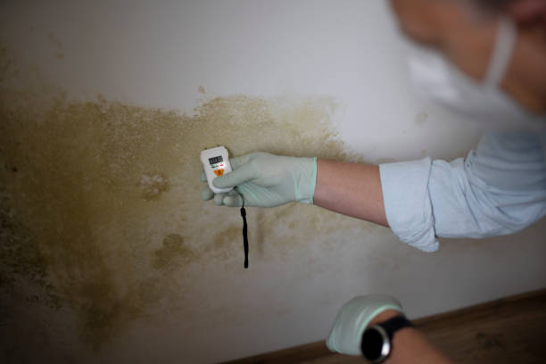 Best Insurance-Related Mold Remediation in Denison, TX