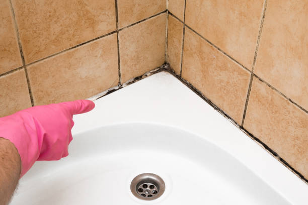 Best Preventive Mold Services in Denison, TX